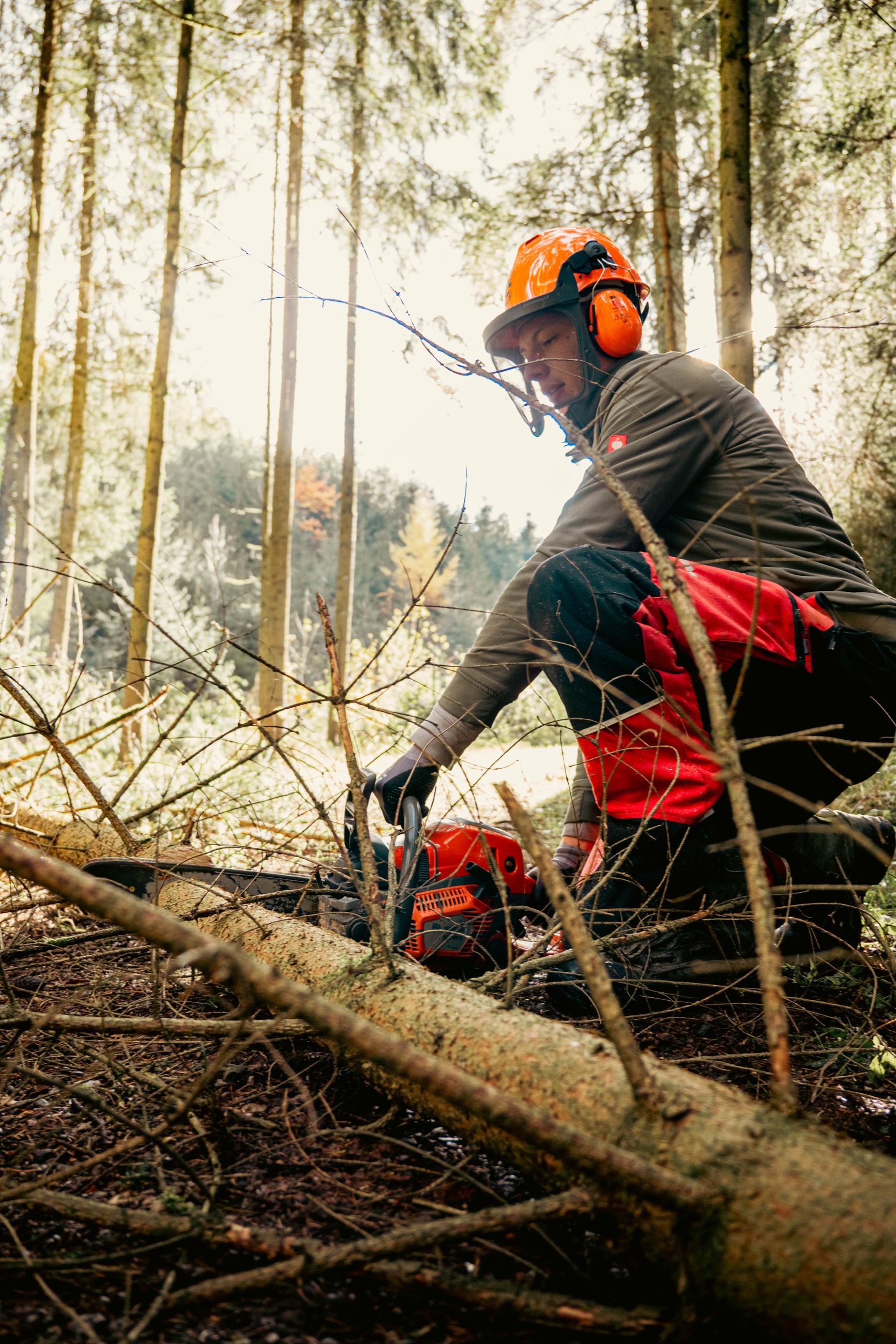 Motorsäge im Einsatz
