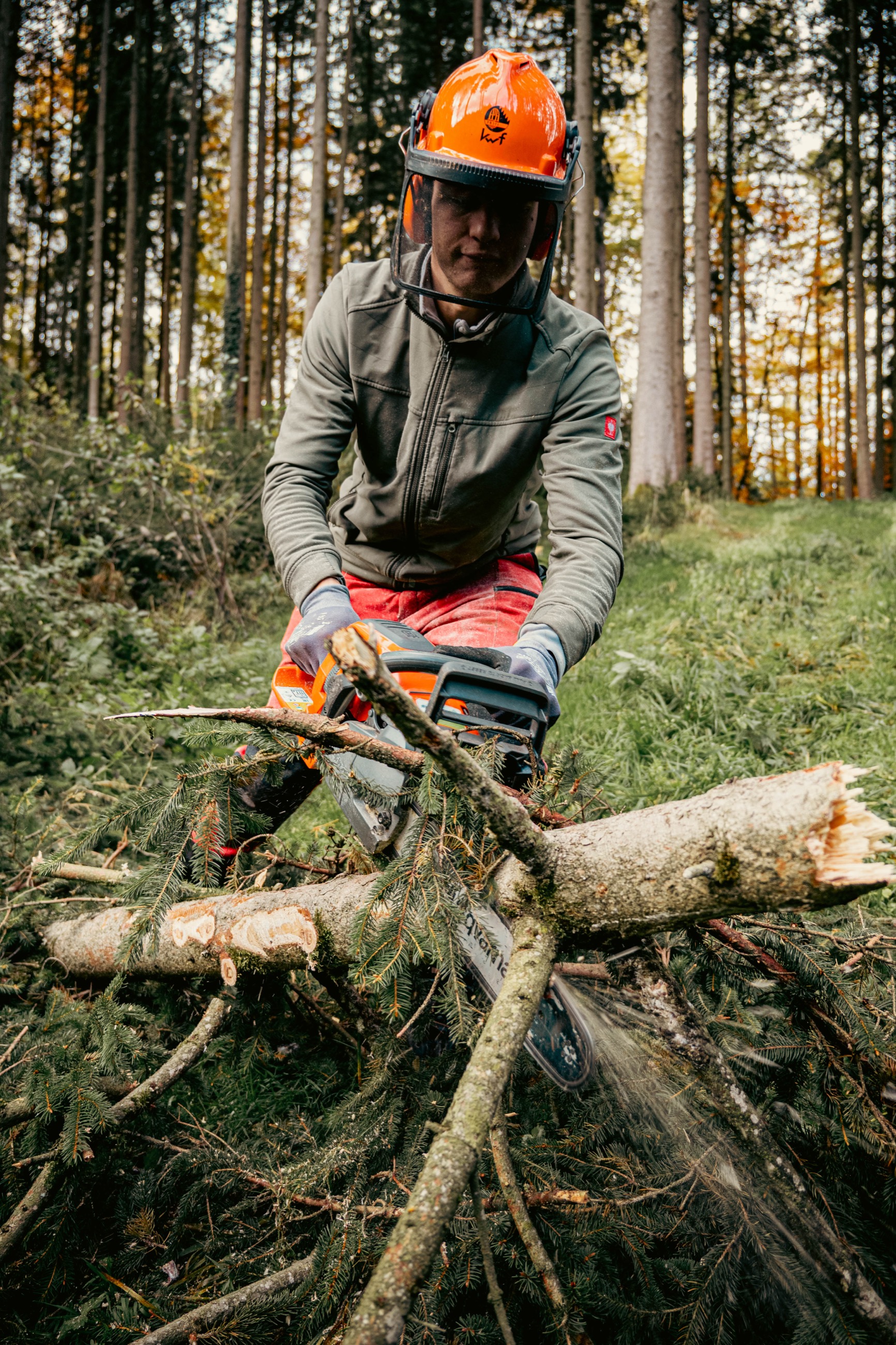 Entastete Baumstämme im Wald