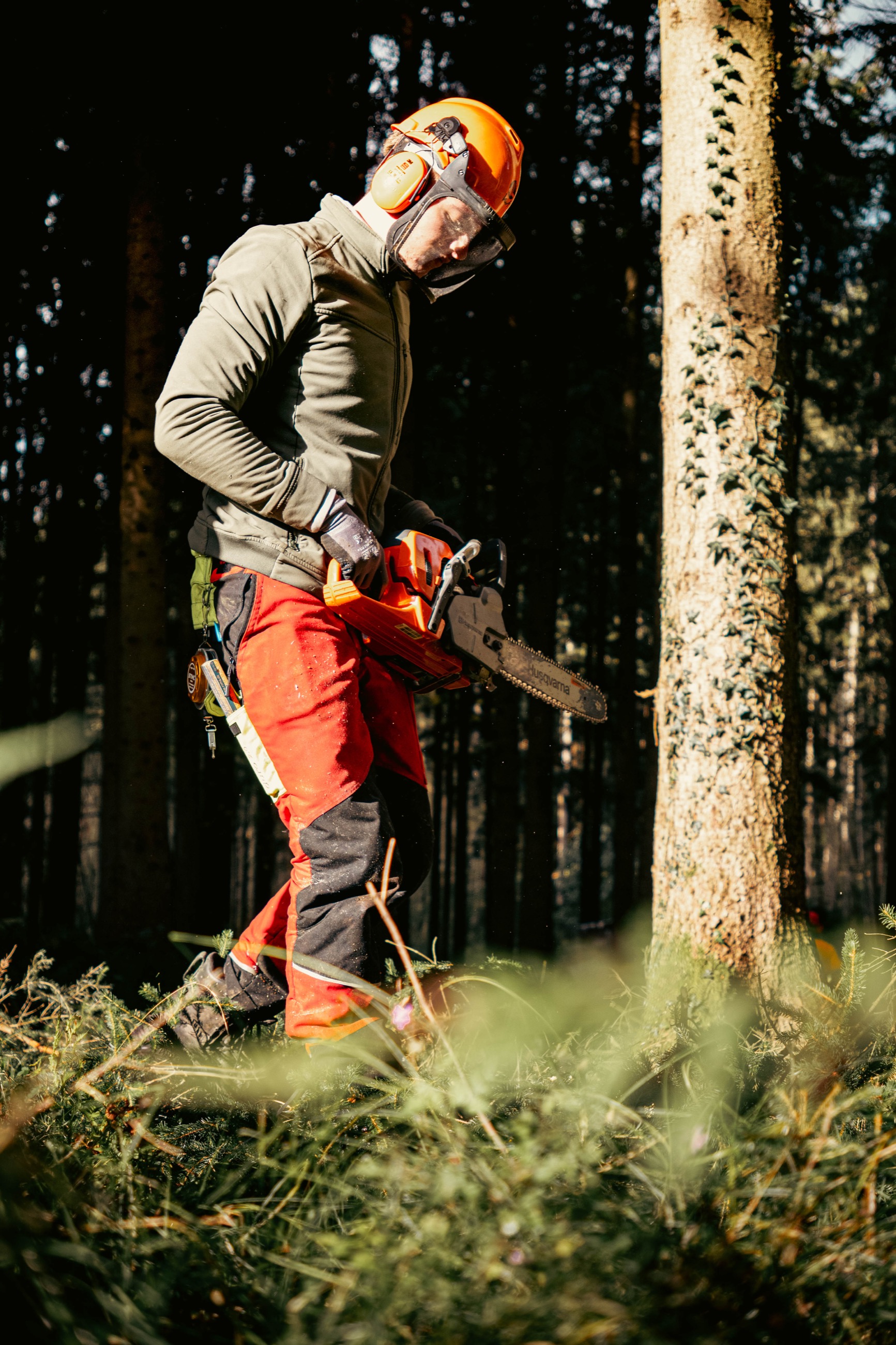 Holzfällung im Wald