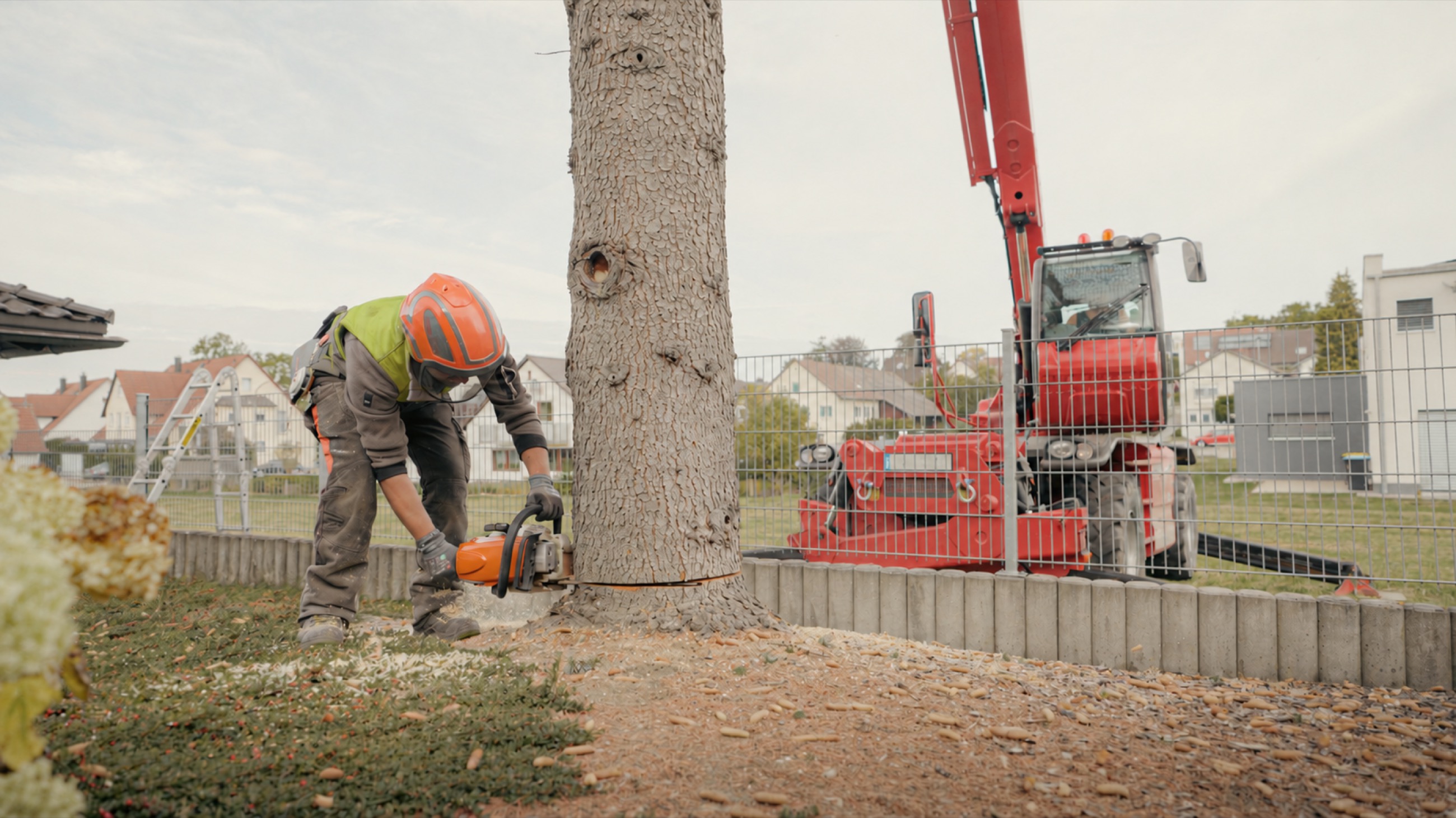 Kontrolliertes Fällen eines Baumes