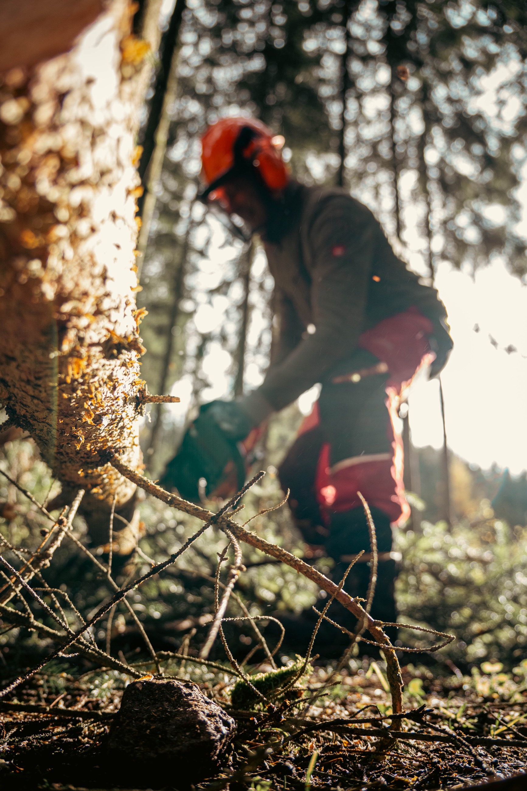 Fällung im Wald