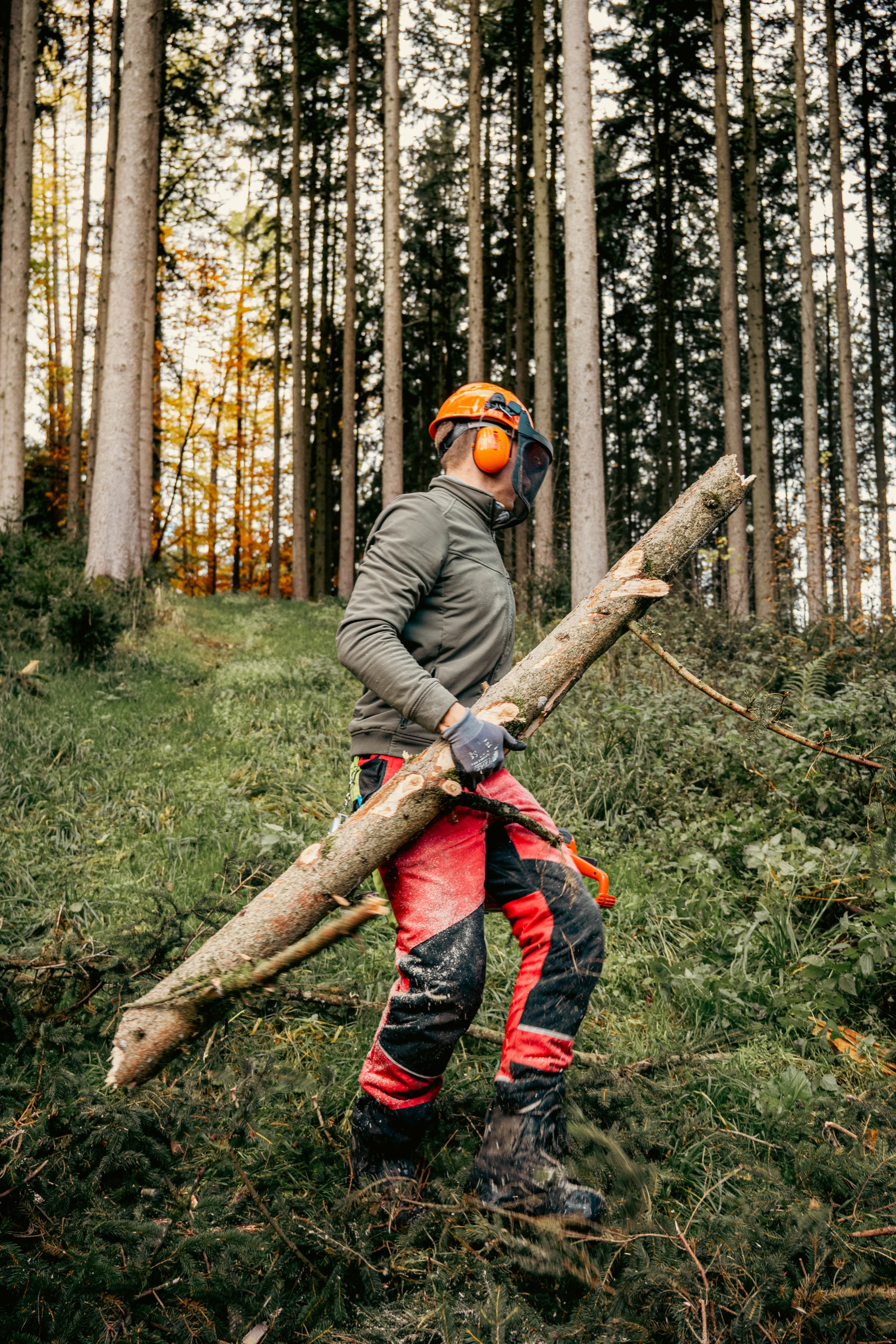 Stamm nach der Fällung