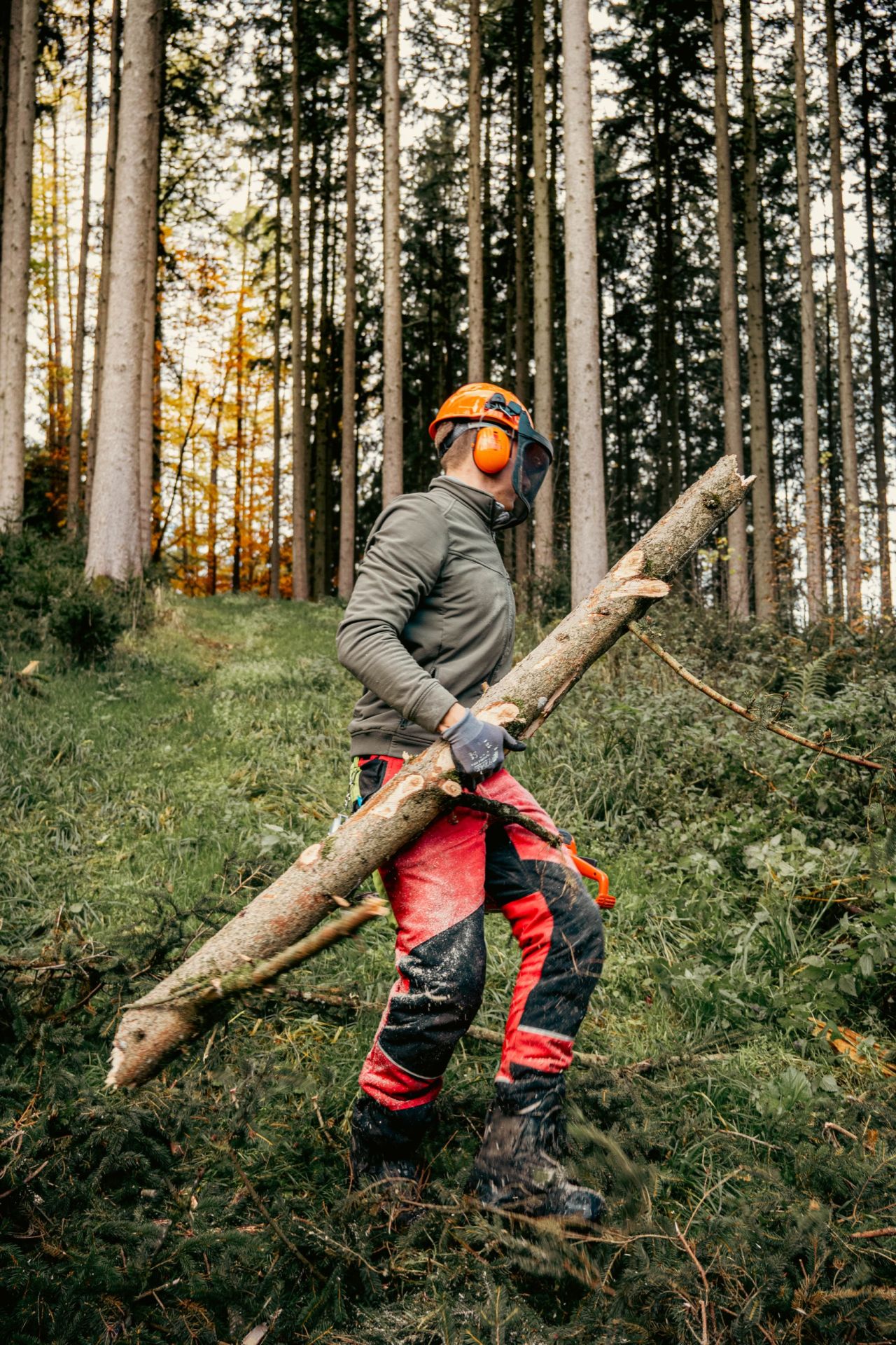 Stamm nach der Fällung