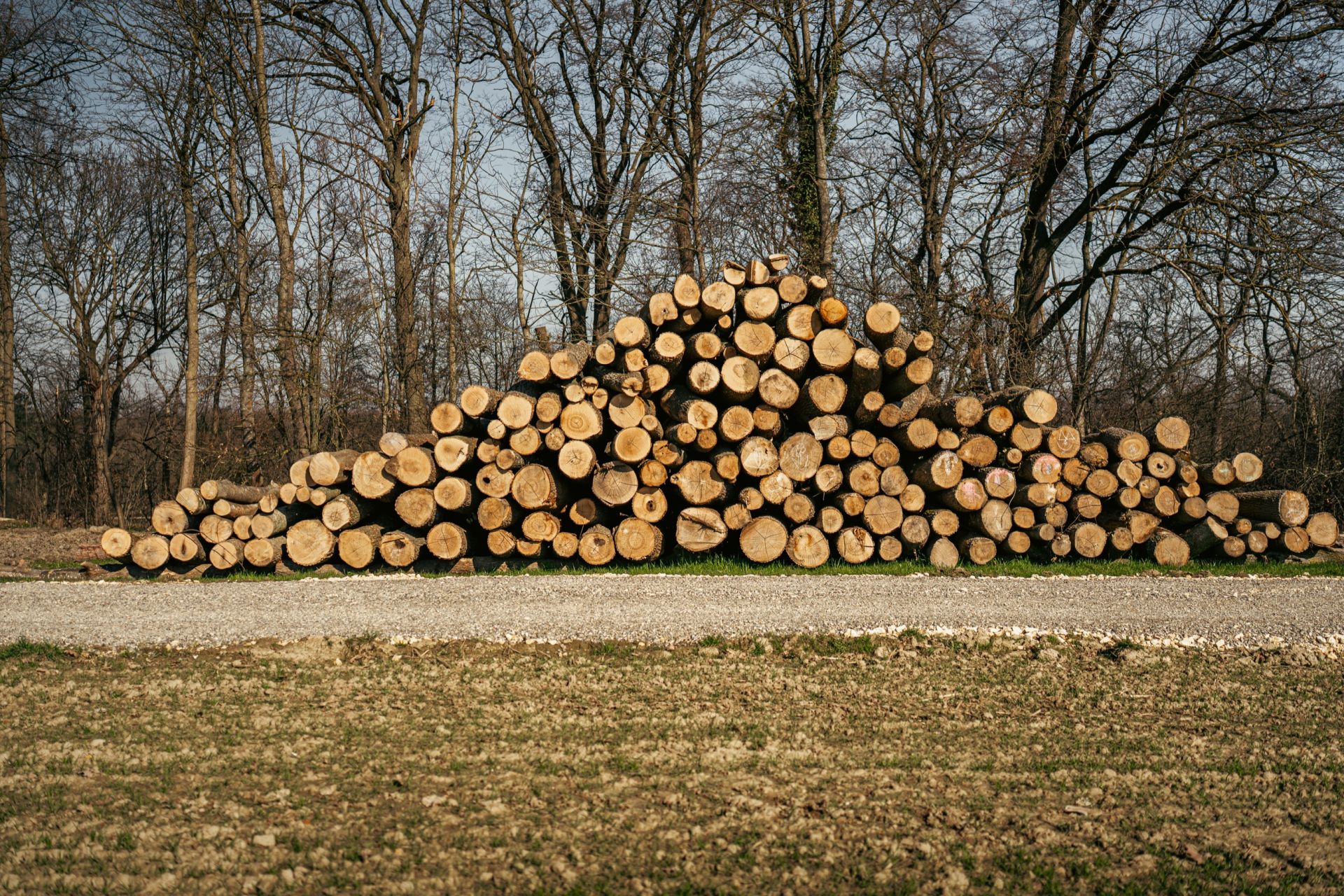 Stammholz auf dem Lagerplatz
